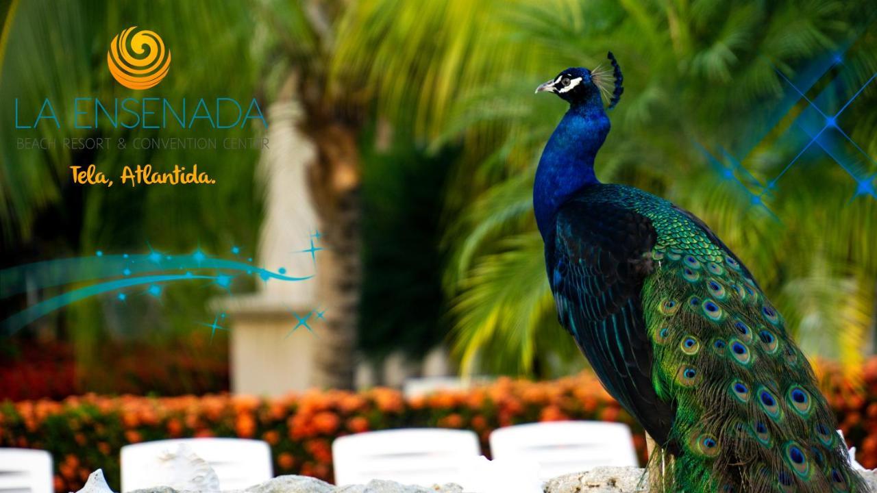 La Ensenada Beach Resort Тела Екстер'єр фото